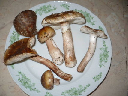 FOTKA - Jihoesk houbov zky