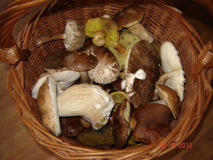 FOTKA - Sladkokysel houby