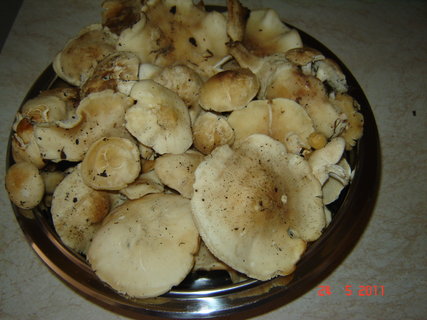 FOTKA - Masovo houbov rizoto