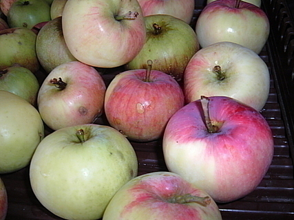 FOTKA - Peen jablka s viovm likrem