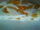 Mandarinkov tvarohov dort