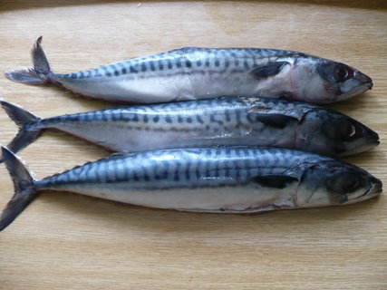 FOTKA - Duen uzen makrela se pentem