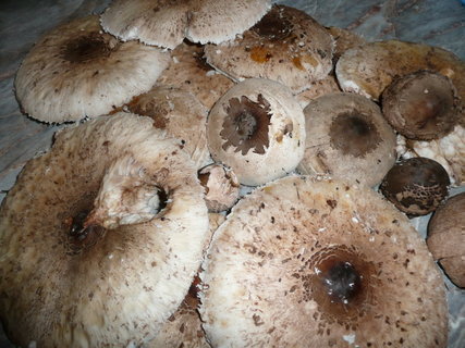 FOTKA - Smaen houby